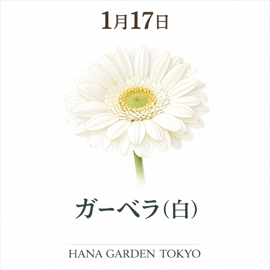 1月17日の誕生花はガーベラ（白）｜清らかな想いをまっすぐに届ける花