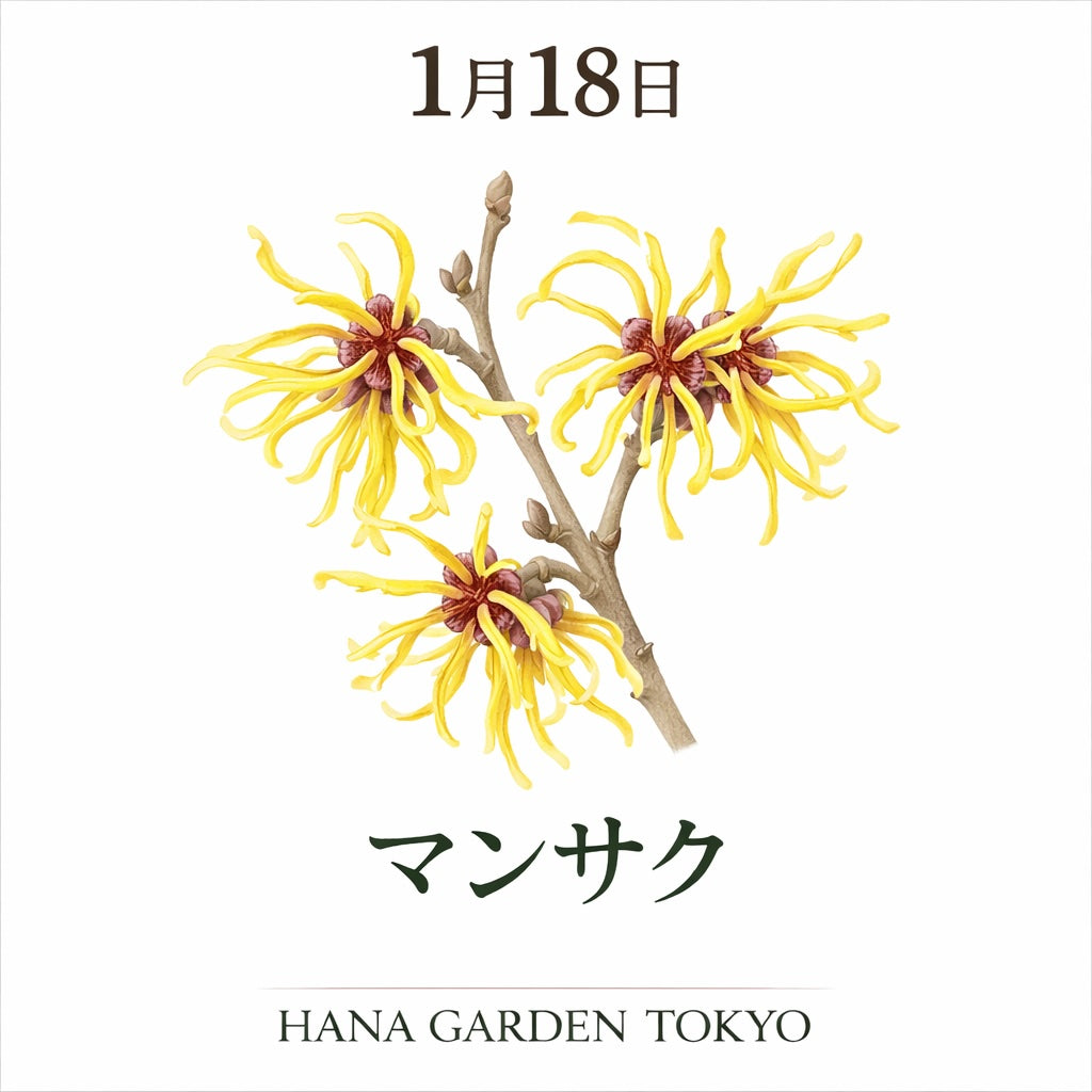 1月18日の誕生花はマンサク｜寒さの中で想いをほどく花