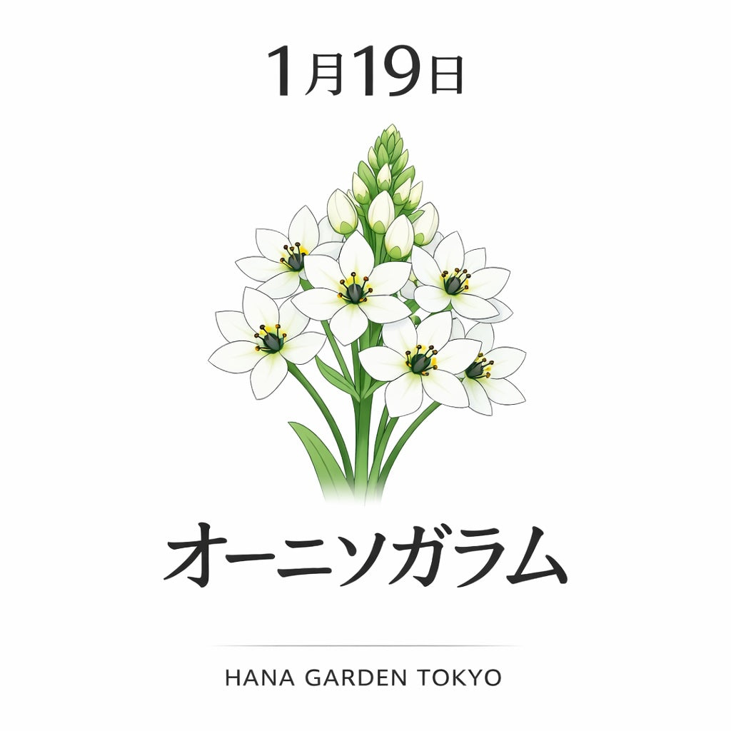 1月19日の誕生花はオーニソガラム｜静けさの中に凛とした強さを感じる花