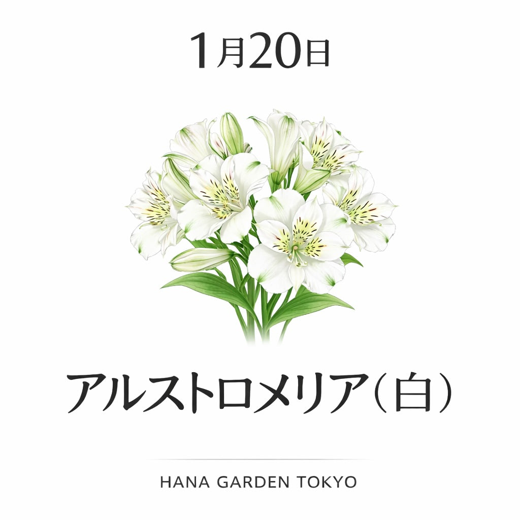 1月20日の誕生花はアルストロメリア（白）｜清らかな想いと誠実さを映す花