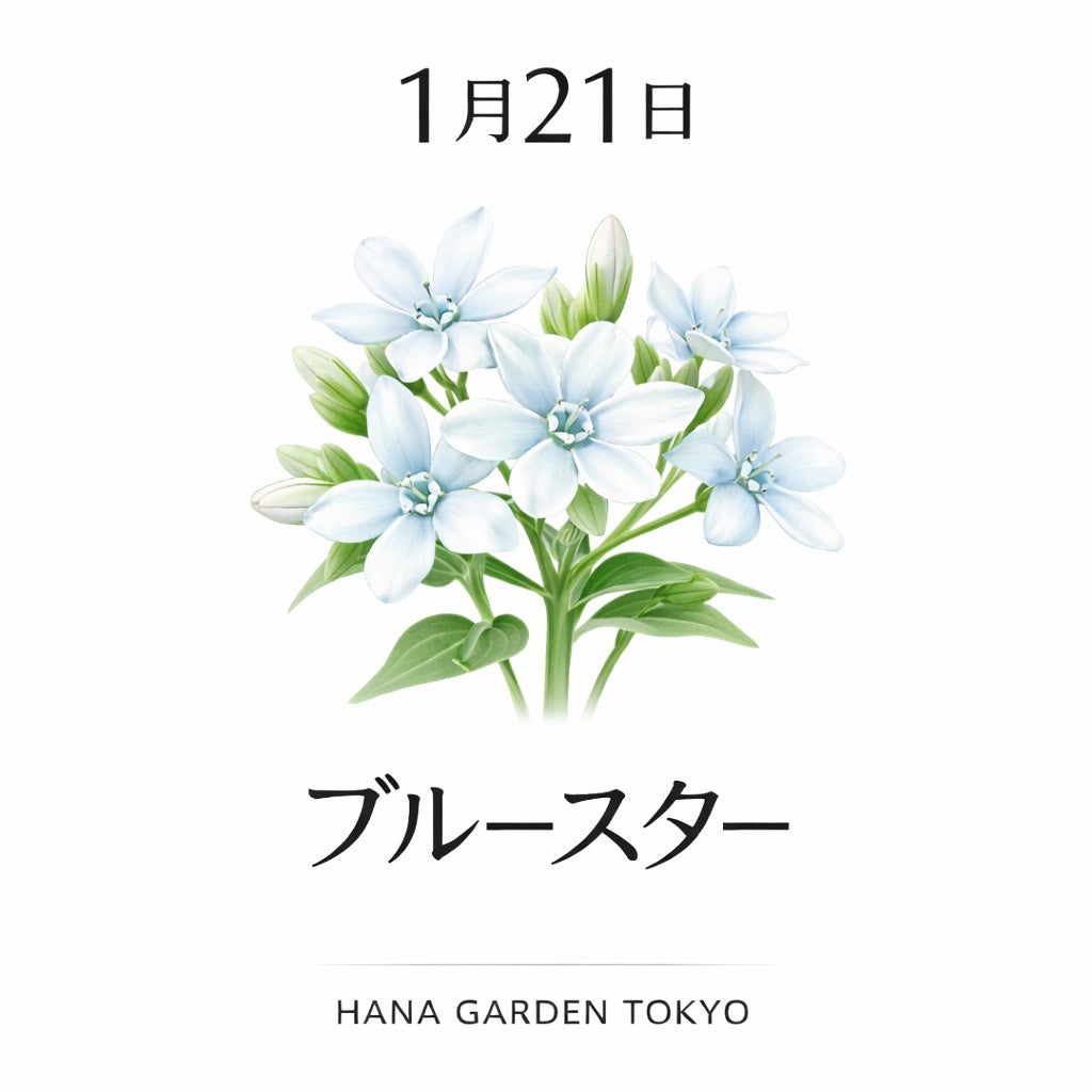 1月21日の誕生花はブルースター｜澄んだ想いをそっと支える花