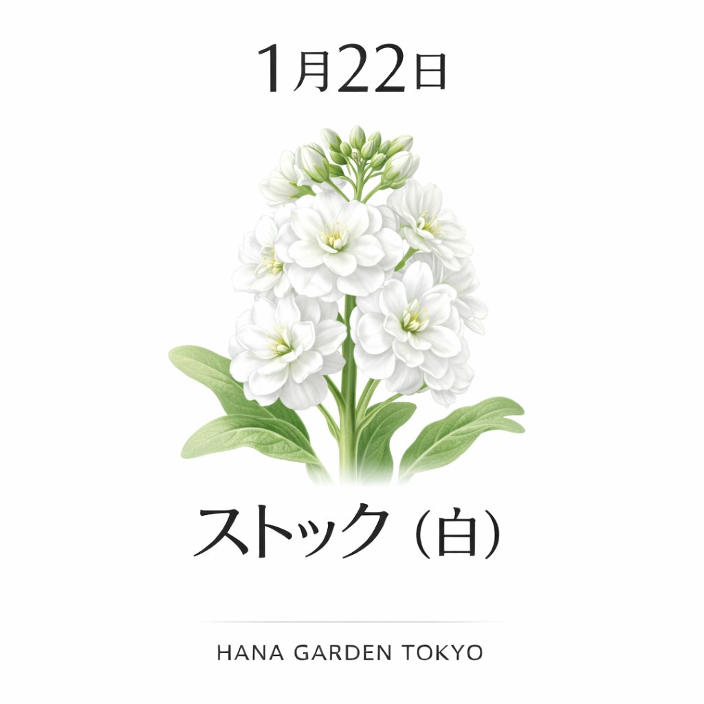 1月22日の誕生花はストック（白）｜静かなやさしさと誠実さを伝える花