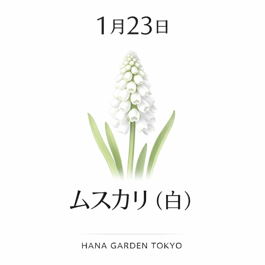 1月23日の誕生花はムスカリ（白）｜静けさの中に清らかさが宿る花