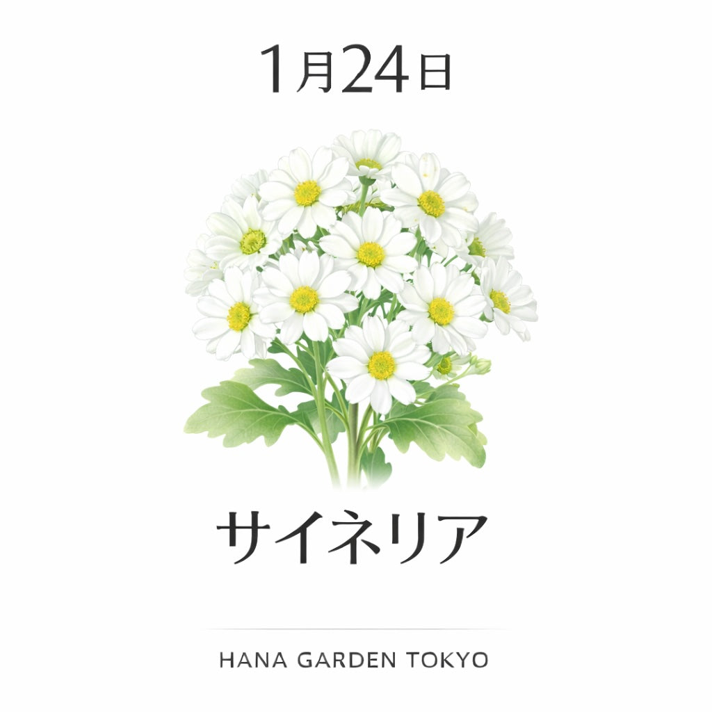 1月24日の誕生花はサイネリア｜想いをまっすぐに映す花