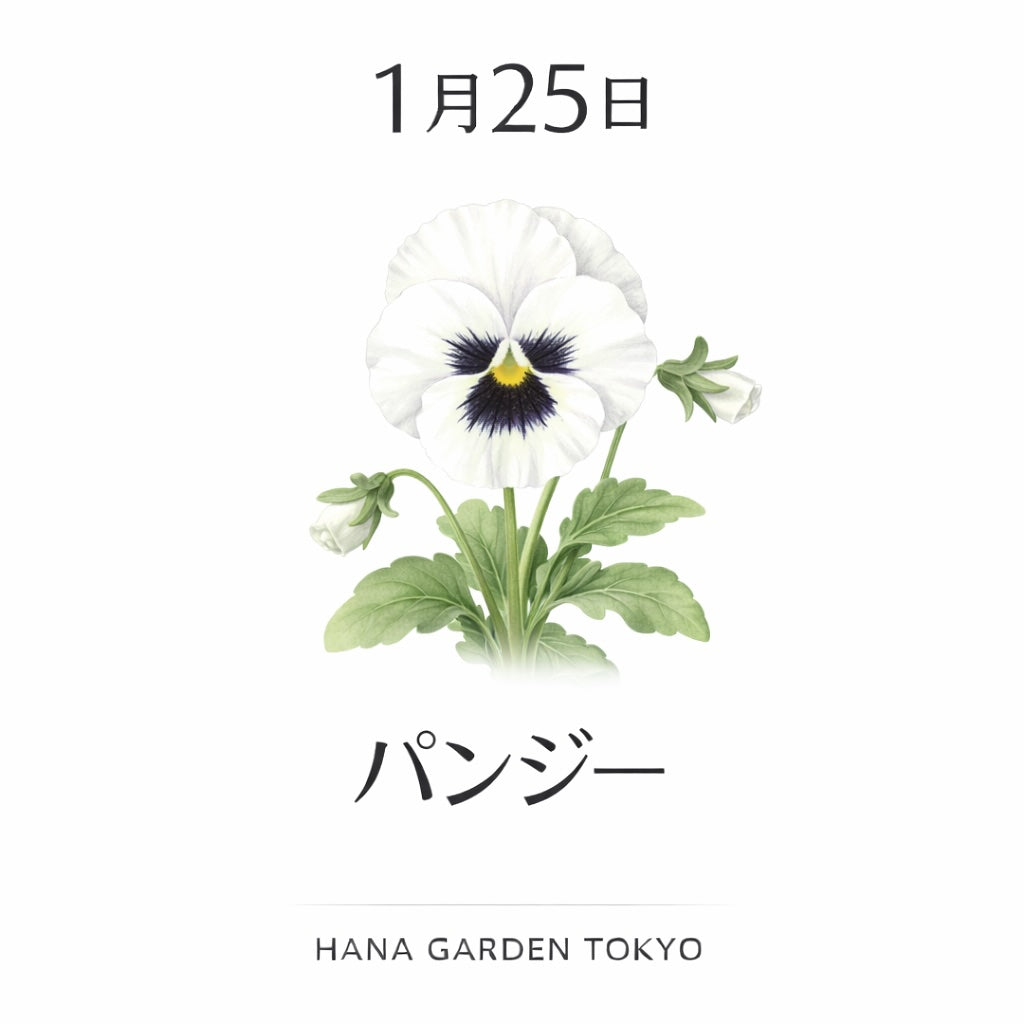 1月25日の誕生花はパンジー｜想いを静かに見つめる花