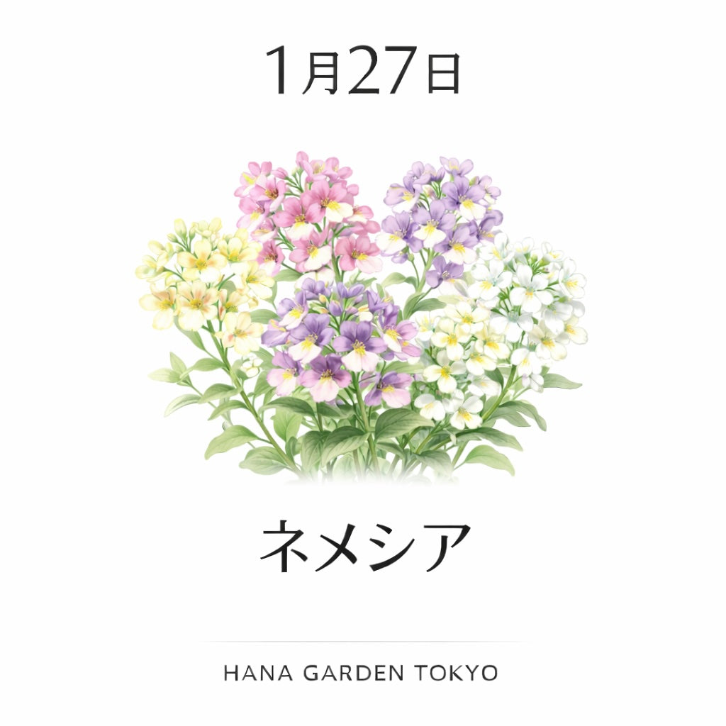 1月27日の誕生花はネメシア｜小さな花に想いを込めて