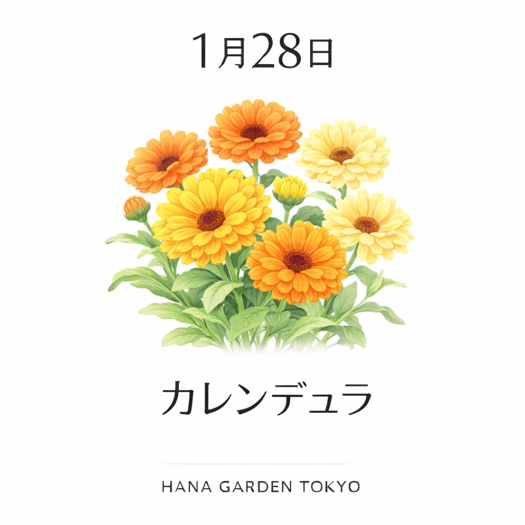 1月28日の誕生花はカレンデュラ｜前向きな気持ちに光を添える花