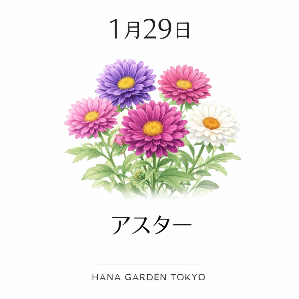 1月29日の誕生花はアスター｜静かな決意を胸に咲く花