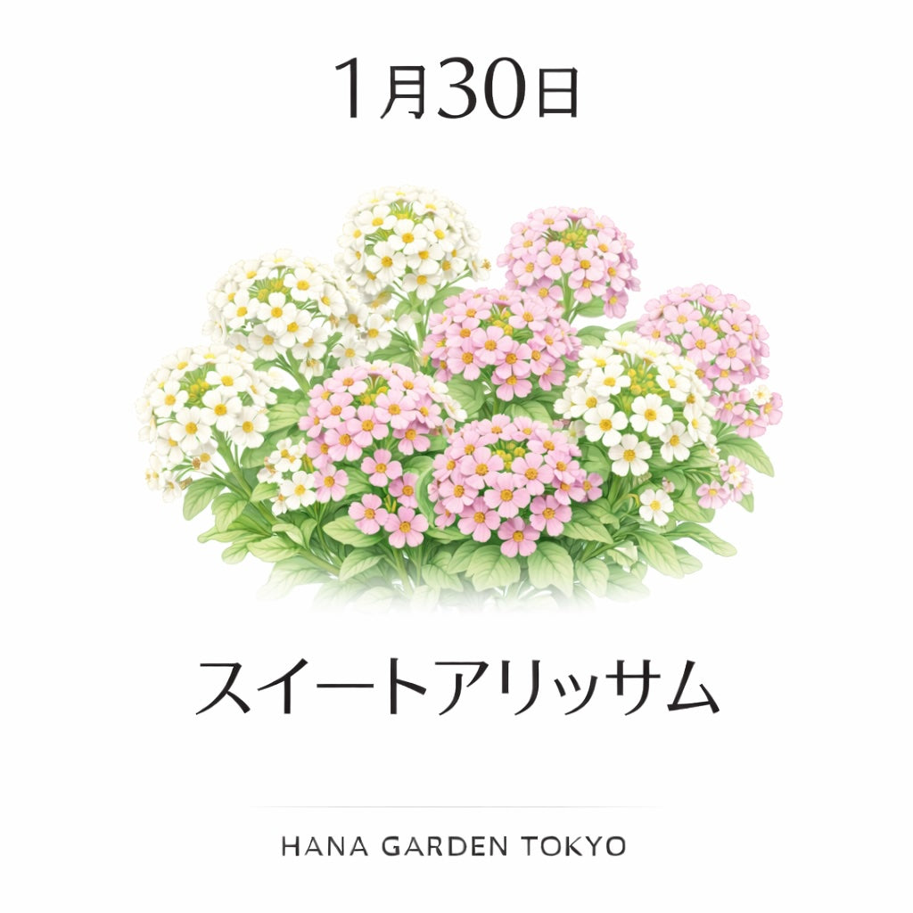 1月30日の誕生花はスイートアリッサム｜やさしい香りで心を包む花