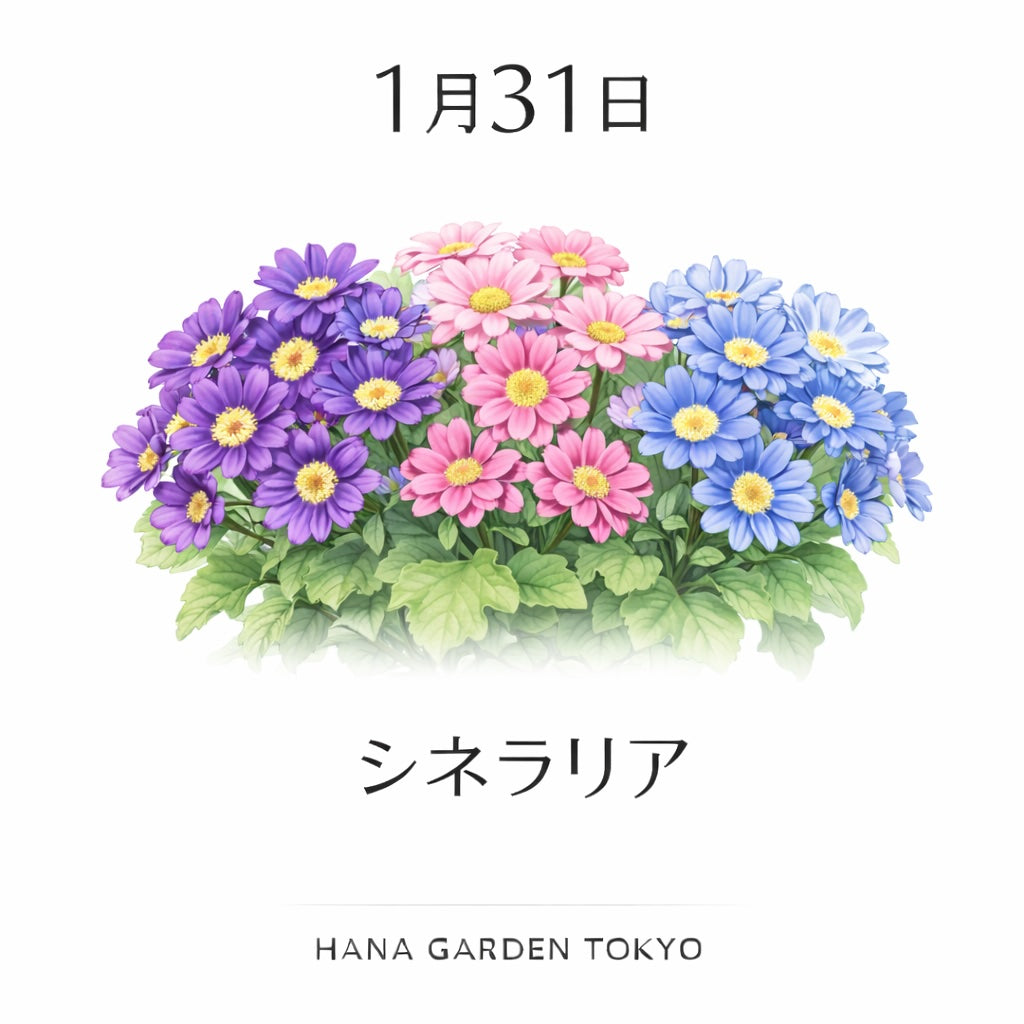1月31日の誕生花はシネラリア｜想いを鮮やかに伝える花