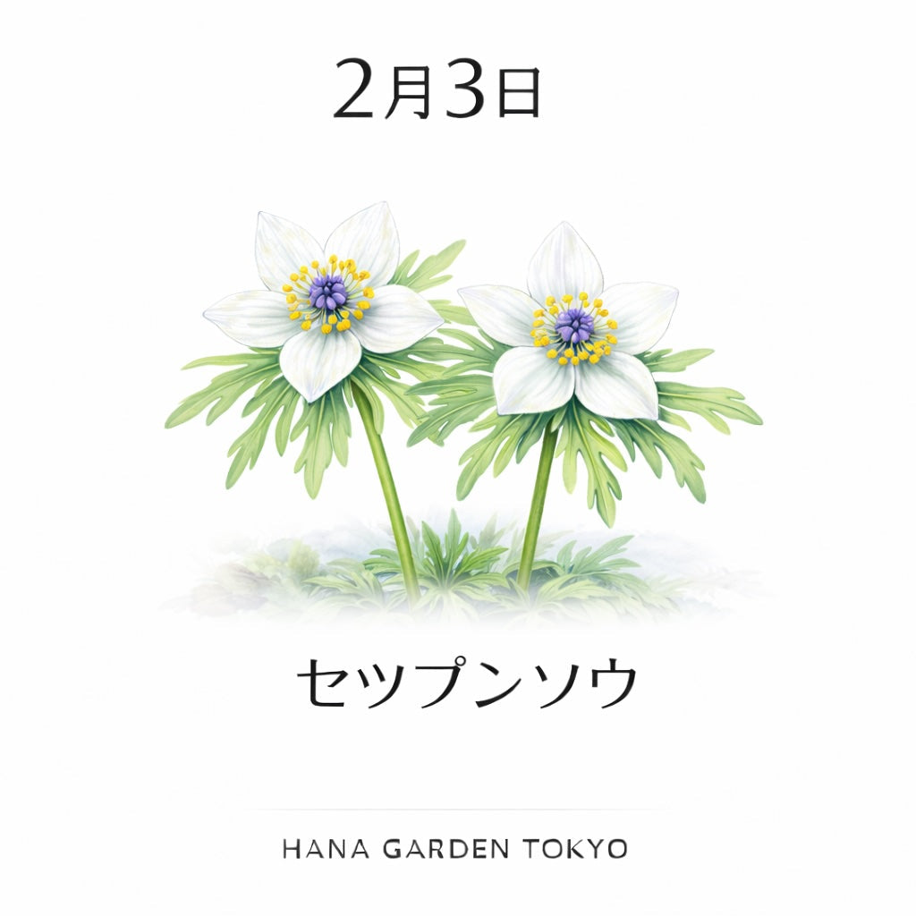 2月3日の誕生花はセツブンソウ｜春を告げる静かな兆し – HANA GARDEN TOKYO