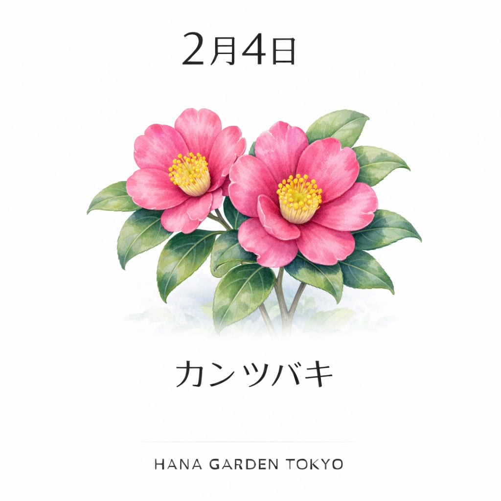2月4日の誕生花はカンツバキ｜静かな季節に凛と咲く美しさ