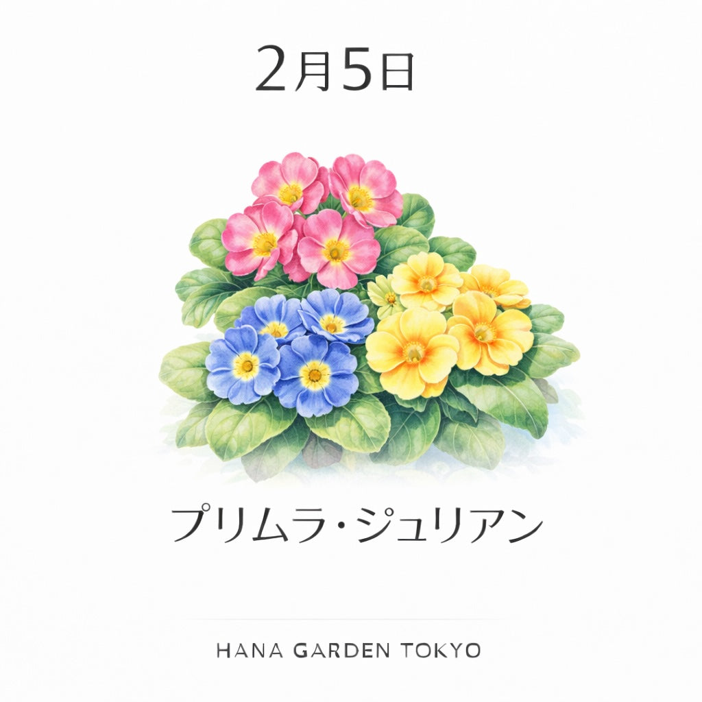 2月5日の誕生花はプリムラ・ジュリアン｜冬の終わりに寄り添うやさしさ