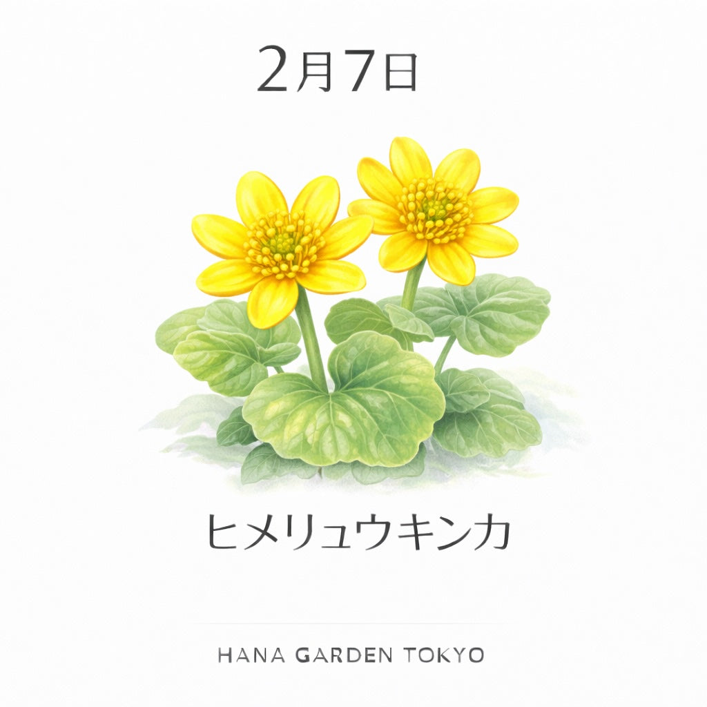 2月7日の誕生花はヒメリュウキンカ｜静かな場所で光を放つ花