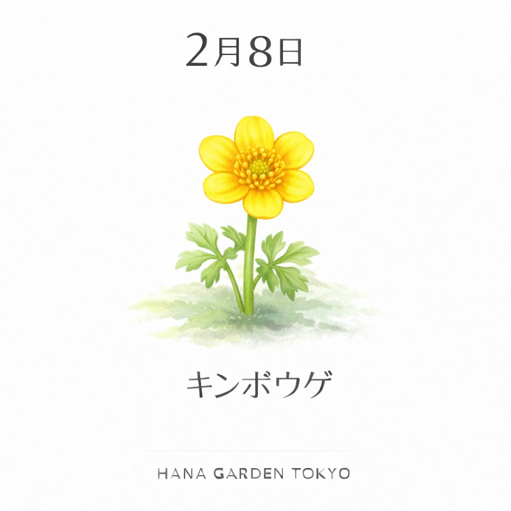 2月8日の誕生花はキンポウゲ｜小さくても確かな輝き