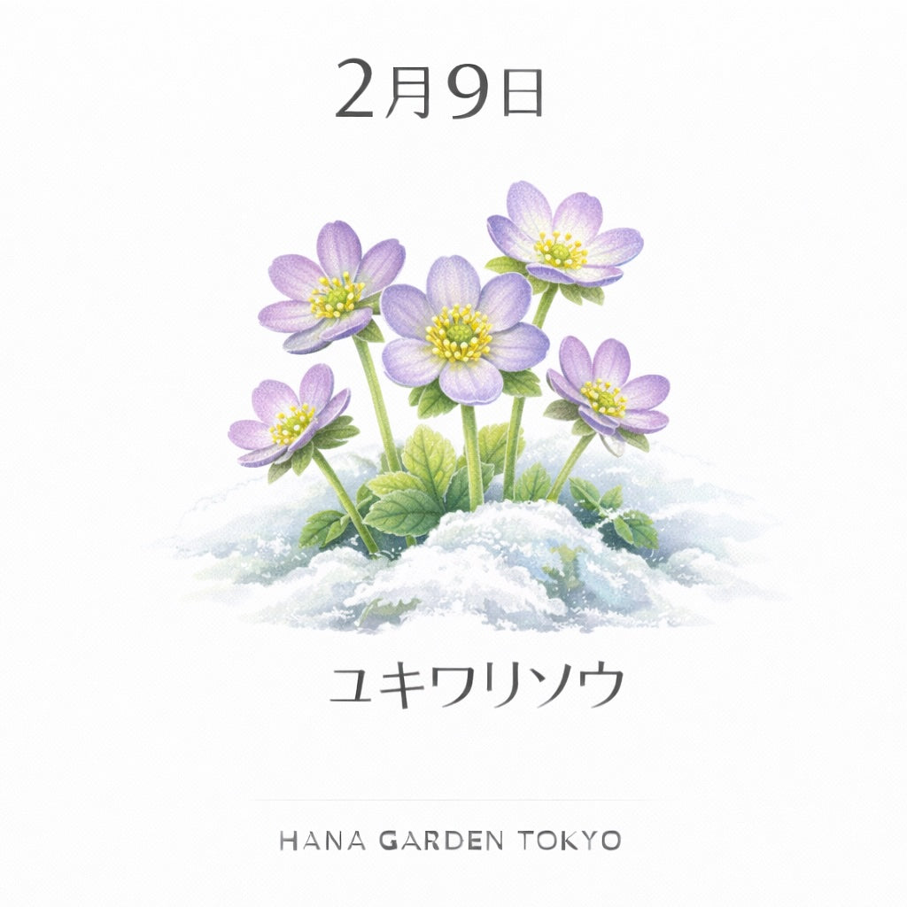 2月9日の誕生花はユキワリソウ｜厳しい季節を越えて咲く希望