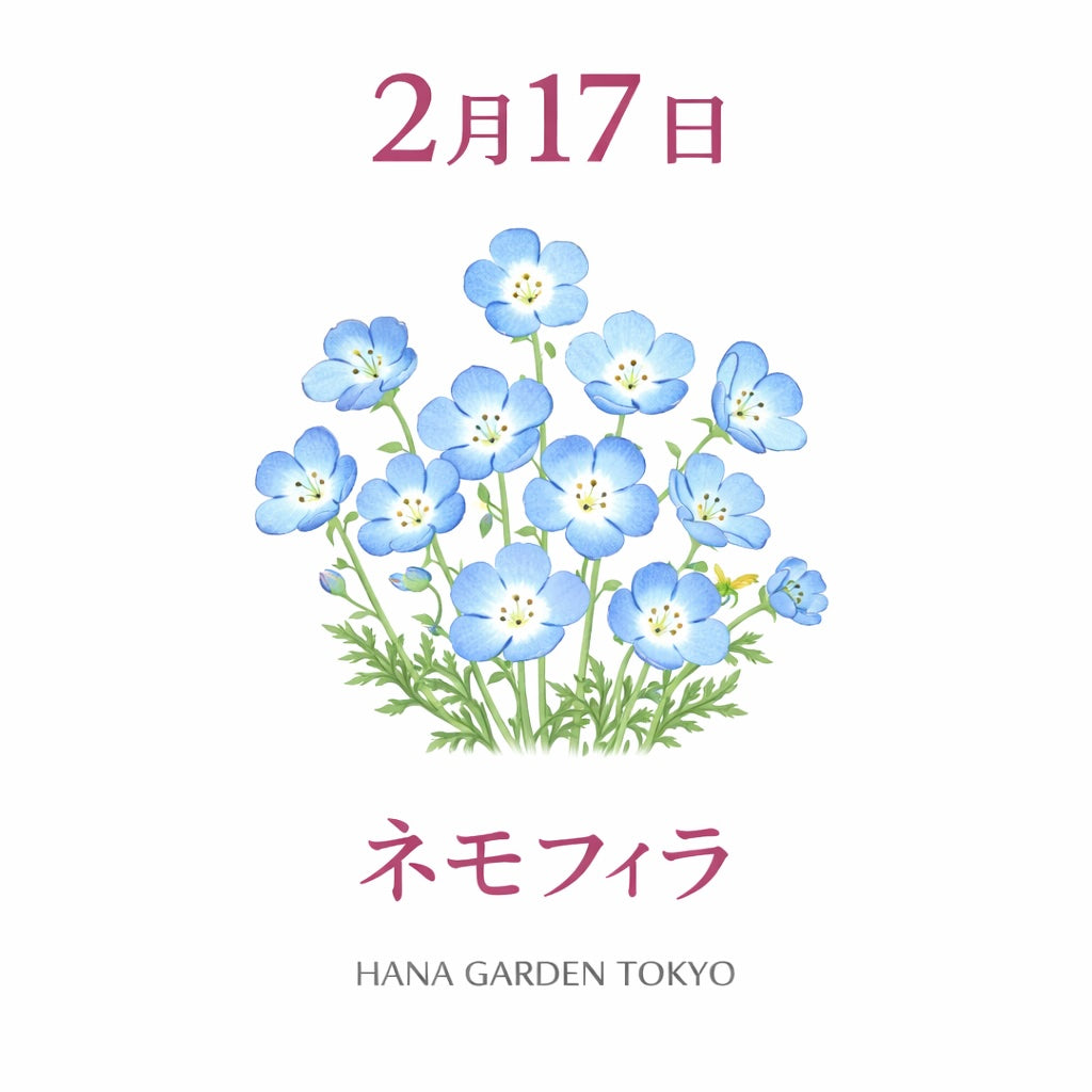 2月17日の誕生花はネモフィラ｜澄んだ青が広がる希望の花