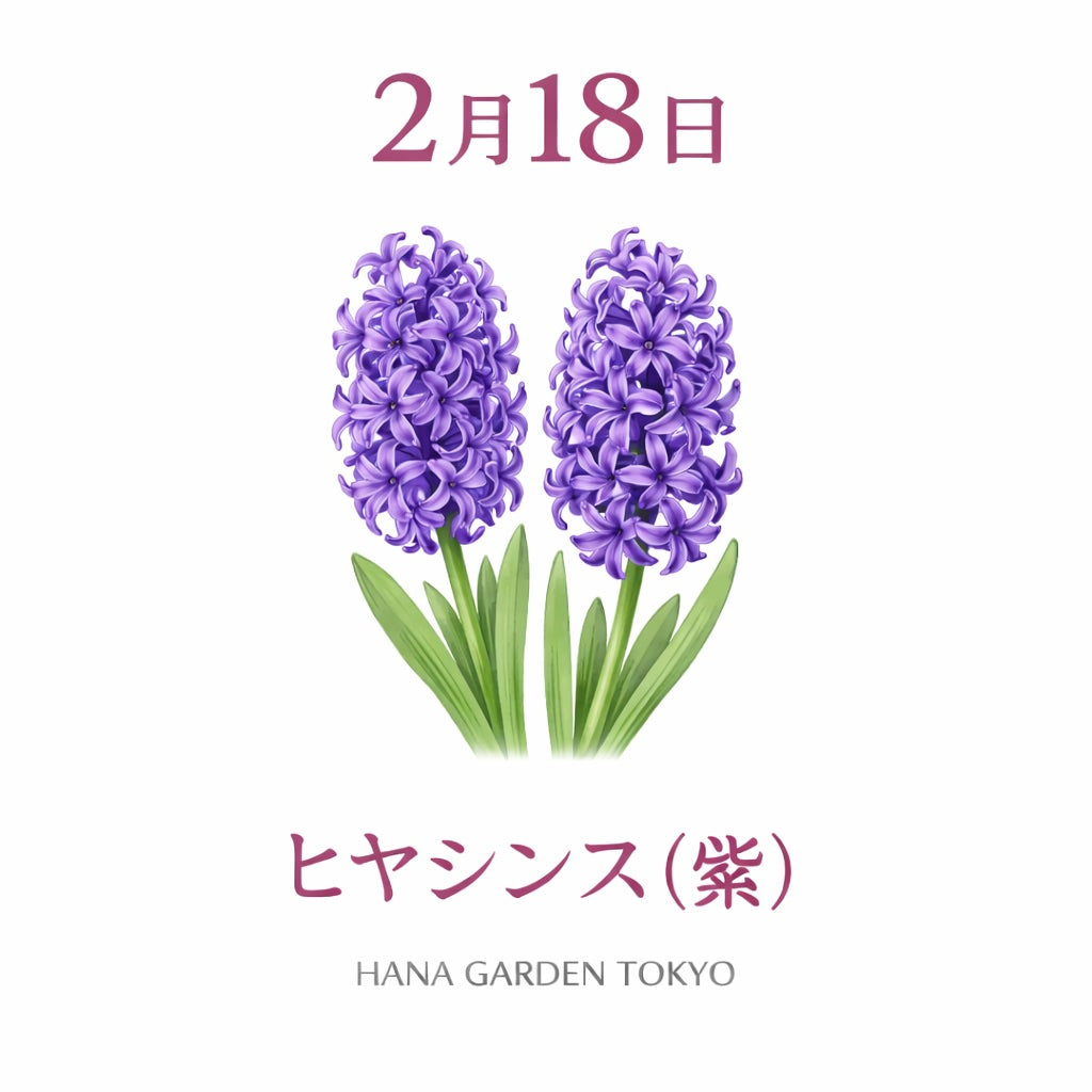 2月18日の誕生花はヒヤシンス（紫）｜気品と情熱を秘めた香り