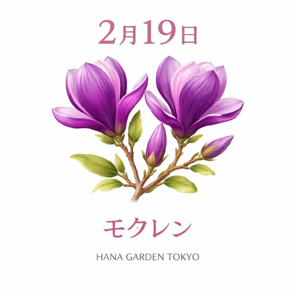 2月19日の誕生花はモクレン｜気高く咲く春の象徴