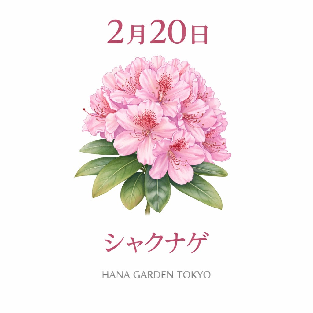 2月20日の誕生花はシャクナゲ｜堂々と咲く華やかな存在感