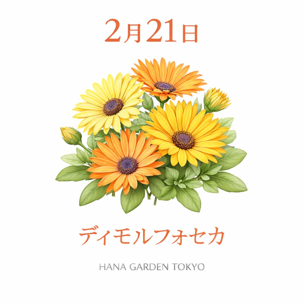2月21日の誕生花はディモルフォセカ｜太陽に向かって咲く希望の花
