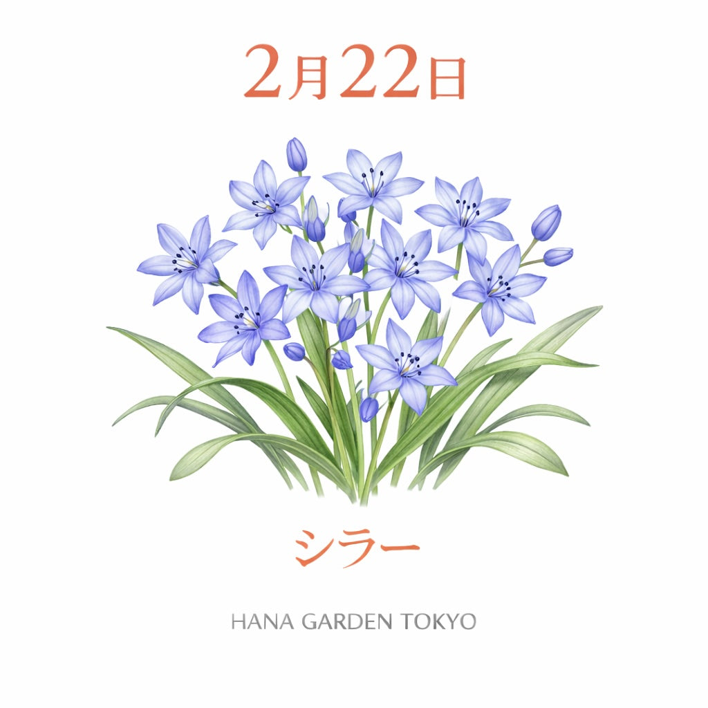 2月22日の誕生花はシラー｜静かに咲く青い星