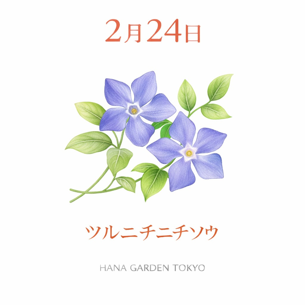 ニチニチソウ｜静かに寄り添う青い花