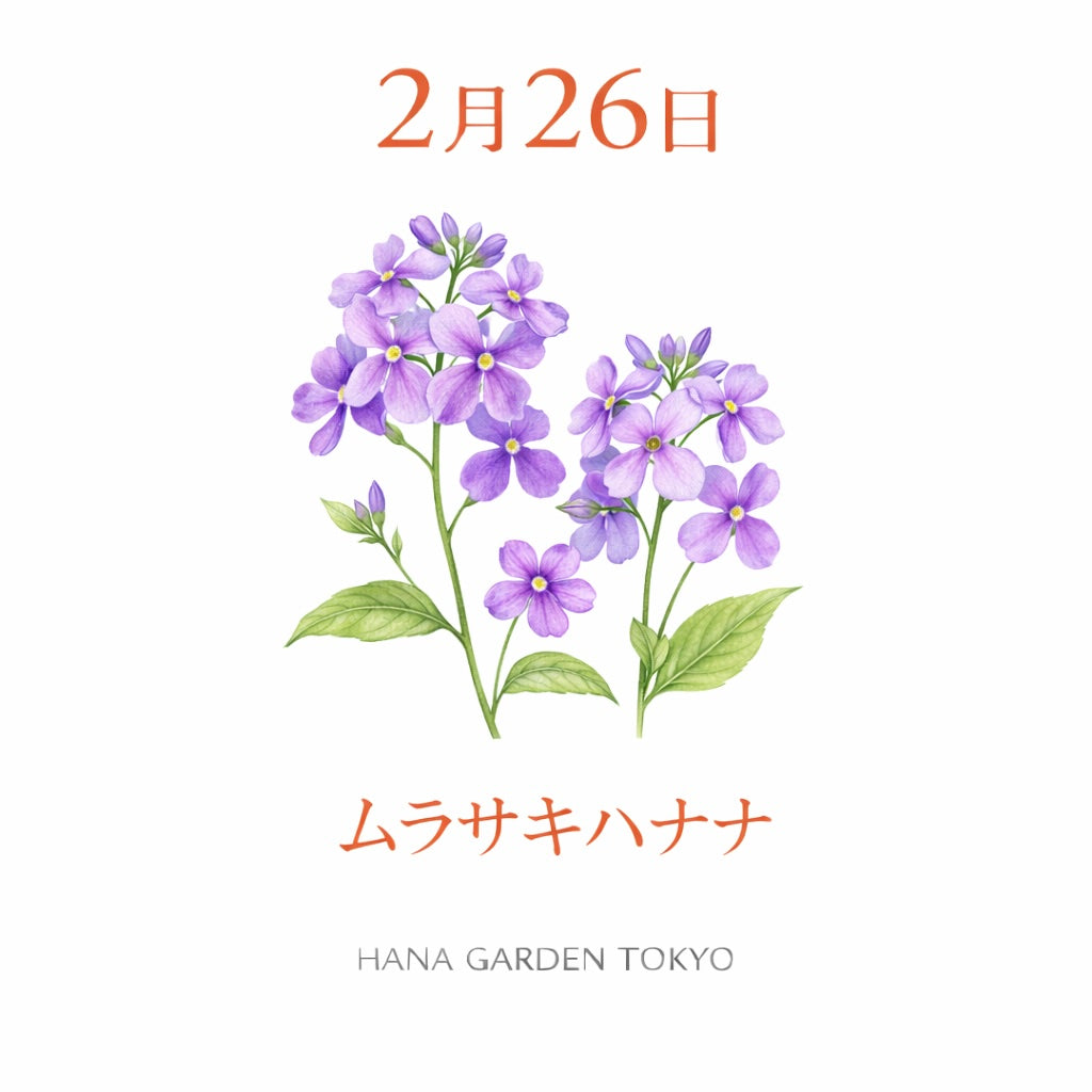2月26日の誕生花はムラサキハナナ｜やわらかな春色の花