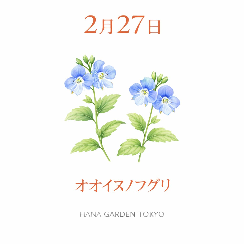 2月27日の誕生花はオオイヌノフグリ｜小さな青い春の星