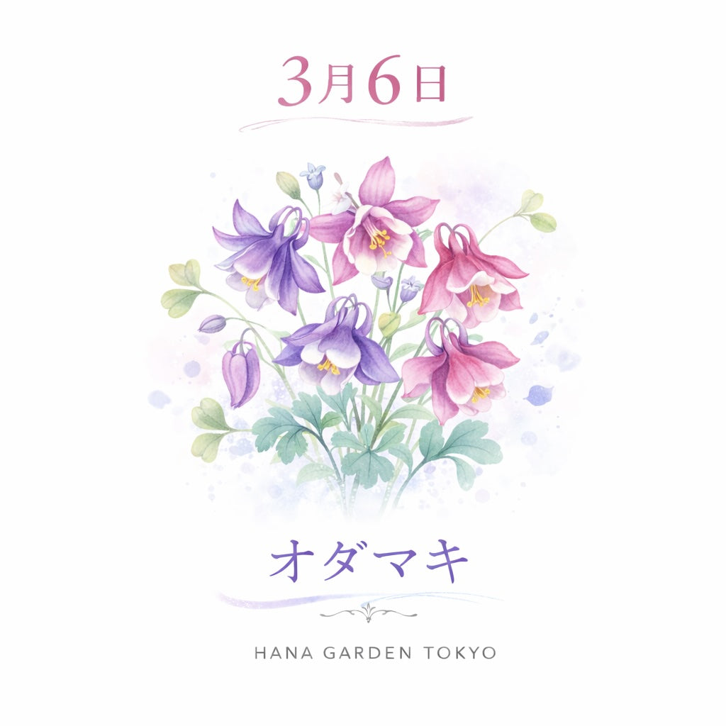 3月6日の誕生花はオダマキ｜可憐で個性的な春の花