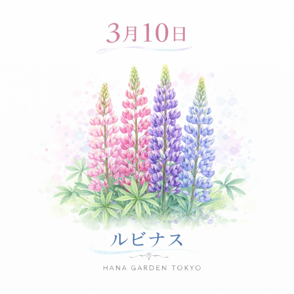 3月10日の誕生花はルピナス｜華やかに咲き上がる春の花