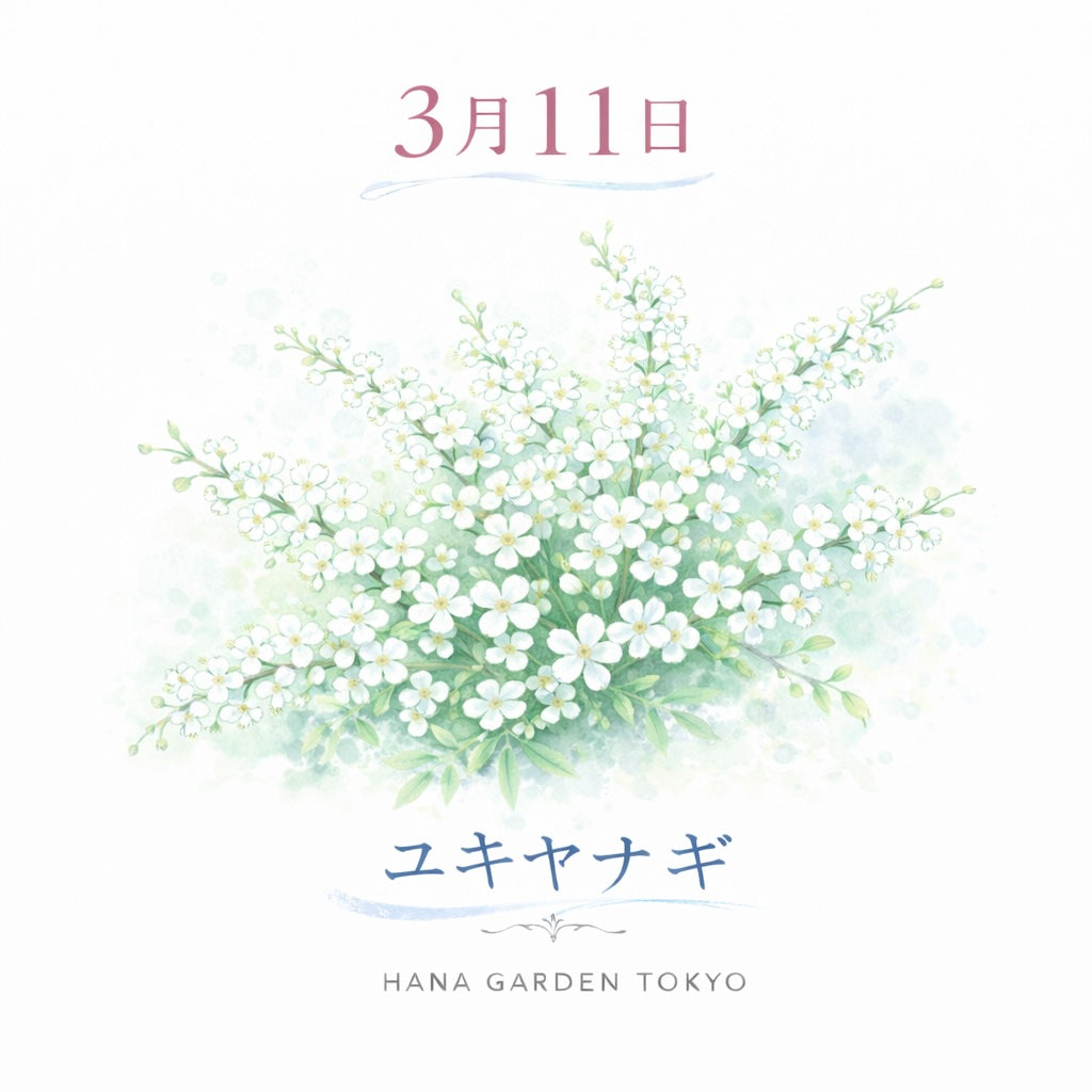 3月11日の誕生花はユキヤナギ｜雪のように咲く春の花