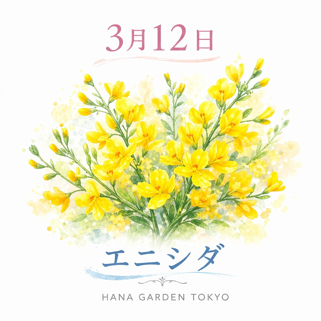 3月12日の誕生花はエニシダ｜春に輝く黄色の花