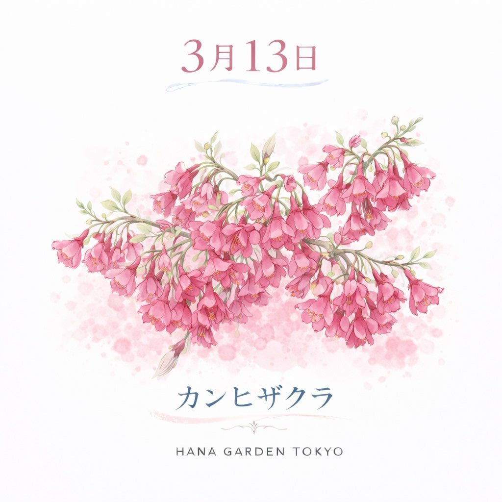 3月13日の誕生花はカンヒザクラ｜春を告げる濃いピンクの桜