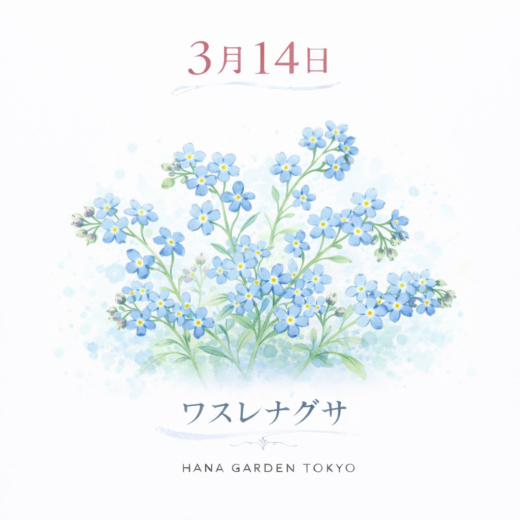 3月14日の誕生花はワスレナグサ｜春に咲く小さな青い花