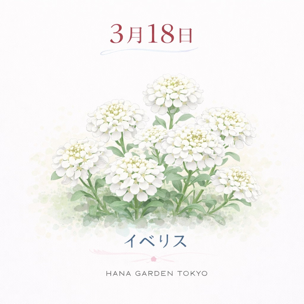 3月18日の誕生花はイベリス｜可憐で清楚な白い花