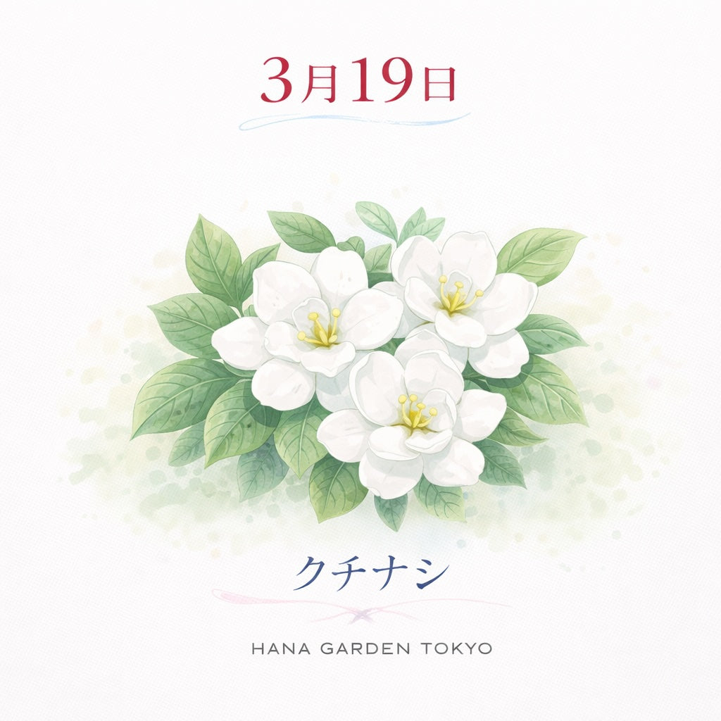 3月19日の誕生花はクチナシ｜甘い香りに包まれる純白の花