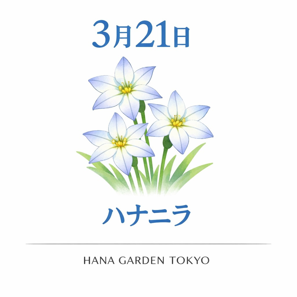 3月21日の誕生花はハナニラ｜星のように可憐に咲く春の花