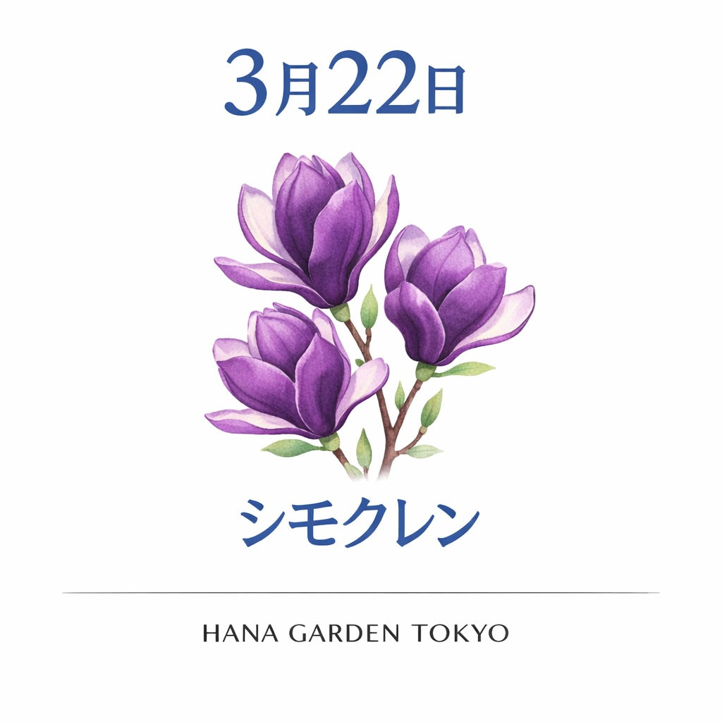 3月22日の誕生花はシモクレン｜凛とした美しさを放つ春の花