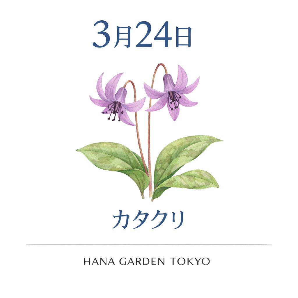 3月24日の誕生花はカタクリ｜可憐に咲く春の山野草