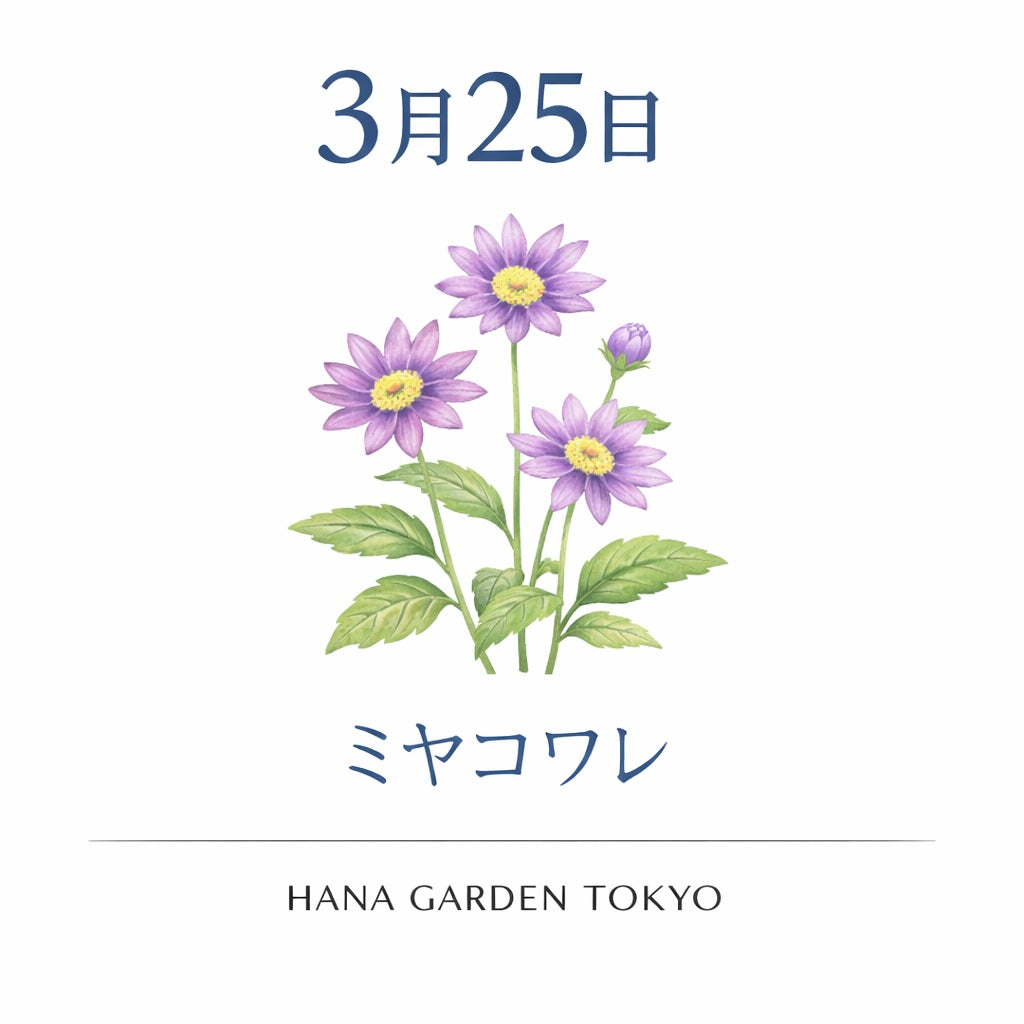 3月25日の誕生花はミヤコワスレ｜やさしく寄り添う春の花