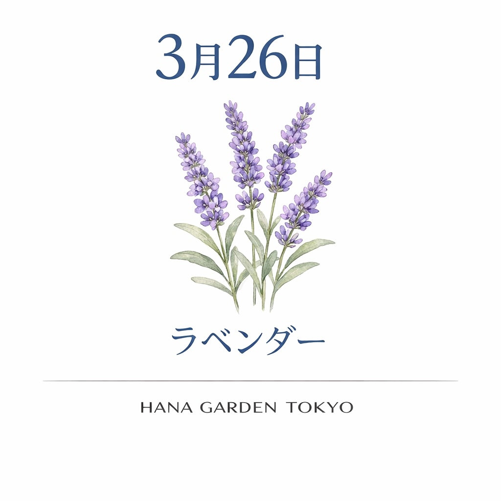 3月26日の誕生花はラベンダー｜やさしく香る癒しの花