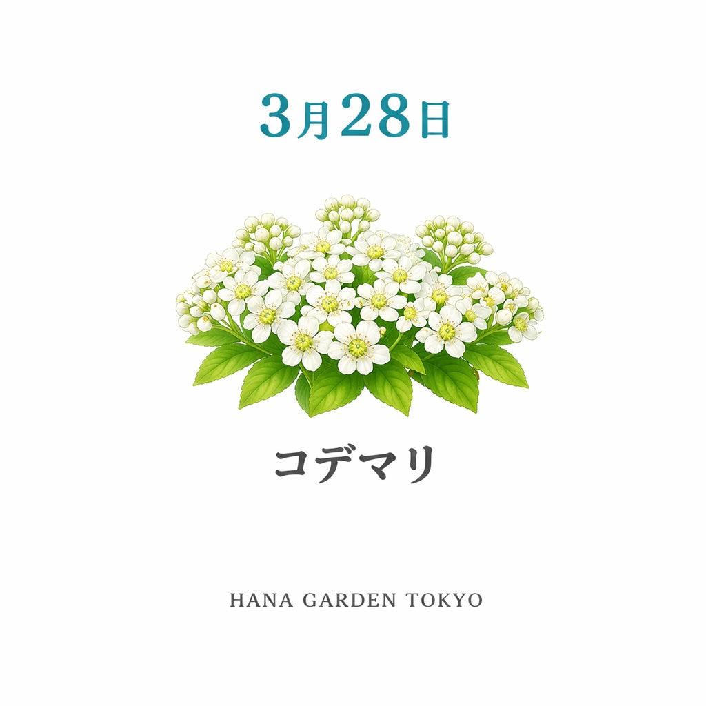 3月28日の誕生花はコデマリ｜やさしく広がる可憐な白い花