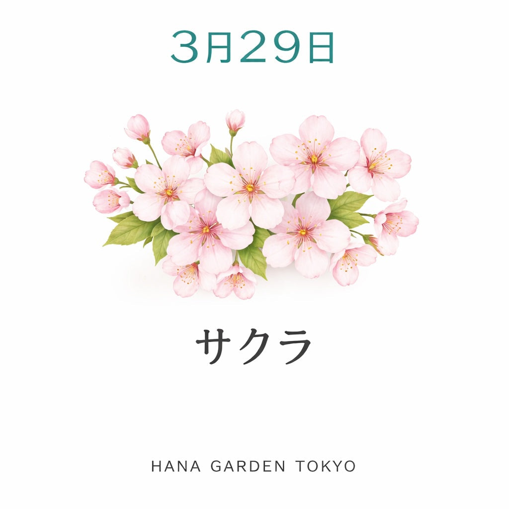3月29日の誕生花はサクラ｜春を象徴する美しい花