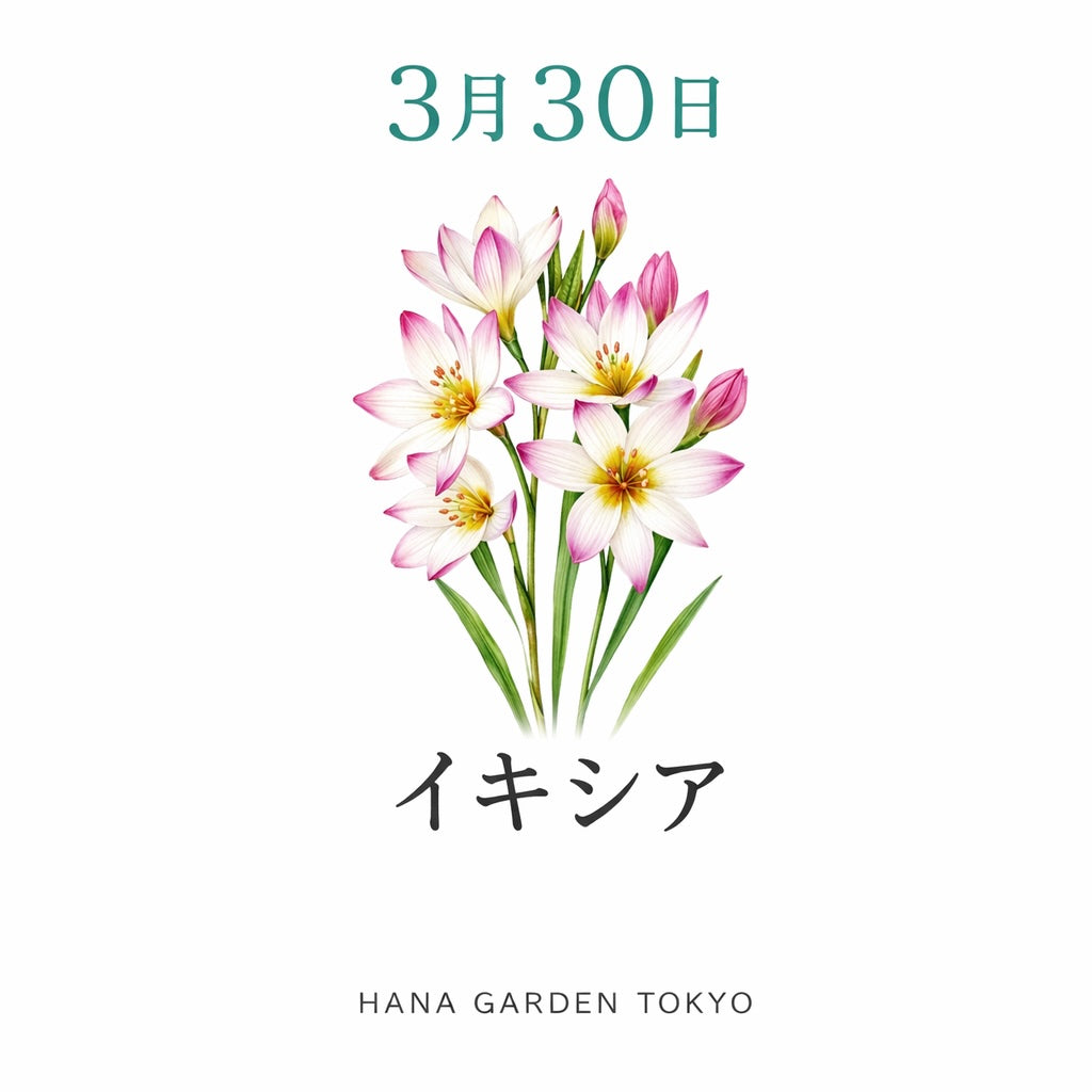 3月30日の誕生花はイキシア｜星のように咲く可憐な花