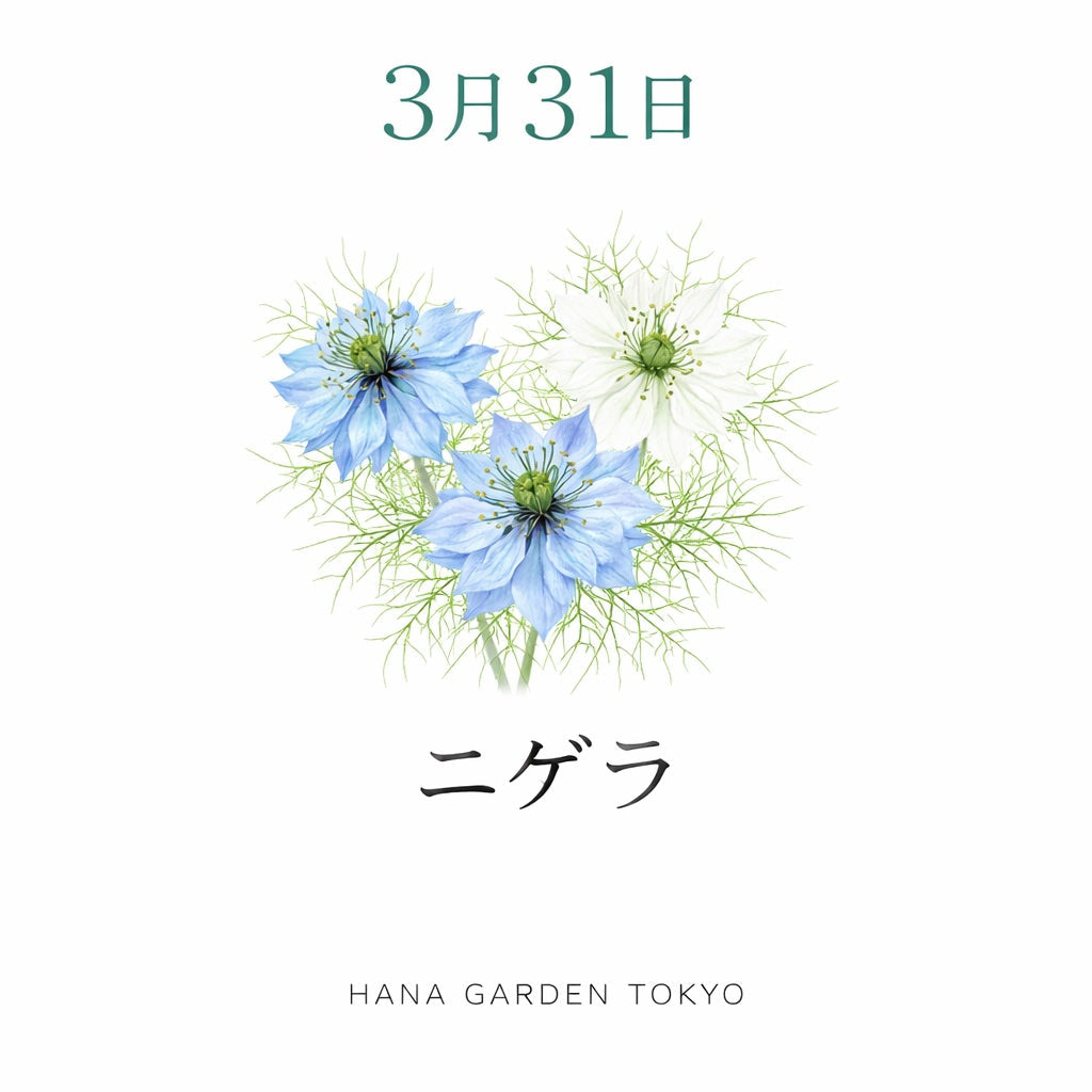 3月31日の誕生花はニゲラ｜幻想的で神秘的な美しさを持つ花