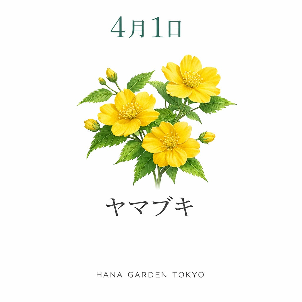 4月1日の誕生花はヤマブキ｜春を彩る鮮やかな黄色の花