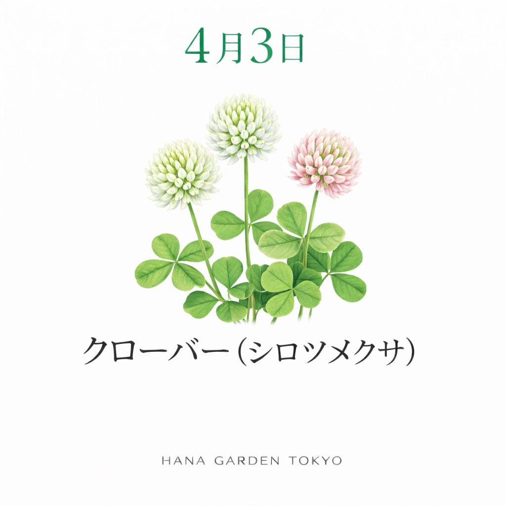 4月3日の誕生花はクローバー｜幸運を運ぶ可憐な春の花