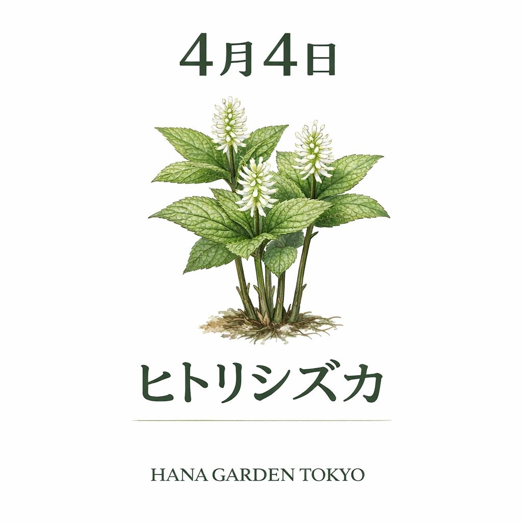 4月4日の誕生花はヒトリシズカ｜静けさの中に宿る気品ある美しさ