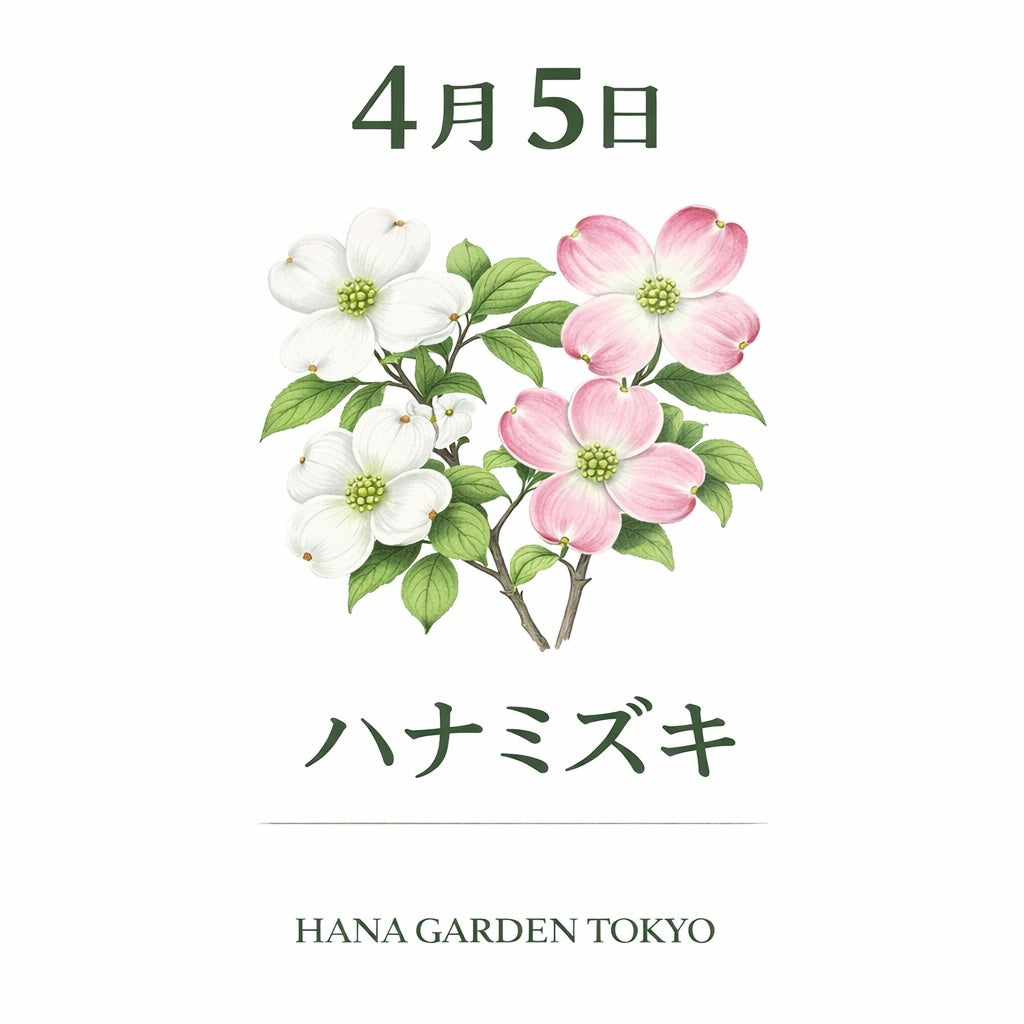 4月5日の誕生花はハナミズキ｜春を彩るやさしく上品な花